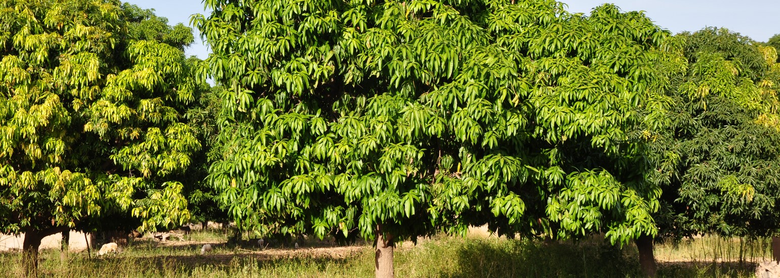 Plantation_manguier.JPG